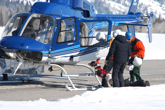 Helicopter with search dog