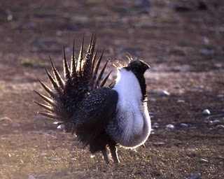 sage_grouse_1122_gilmore_large