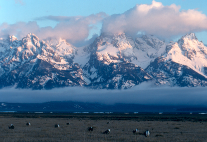 Sage grouse displaying at lek