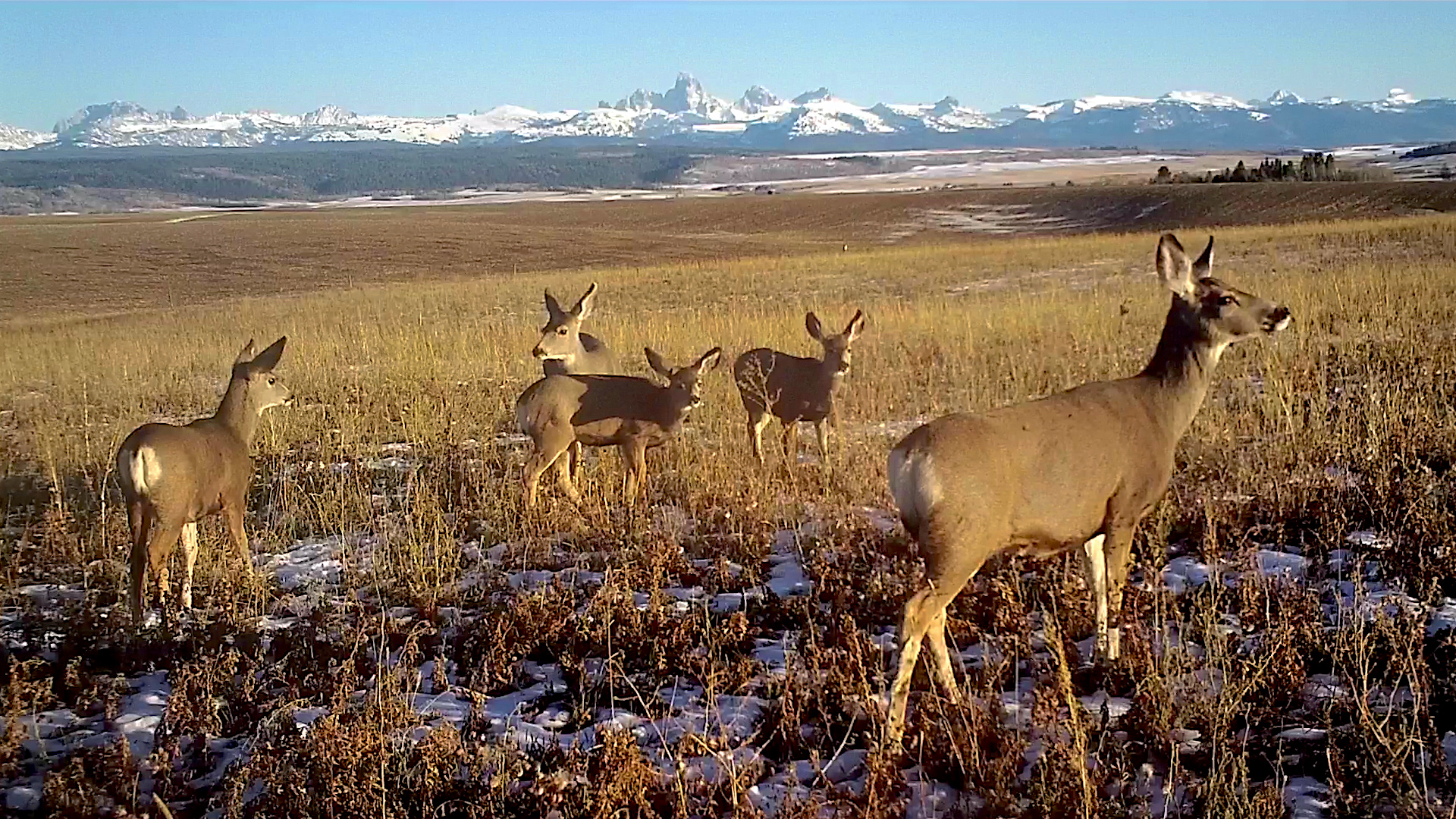 Mule deer in a wheat field with the snow covered Teton Range in the background