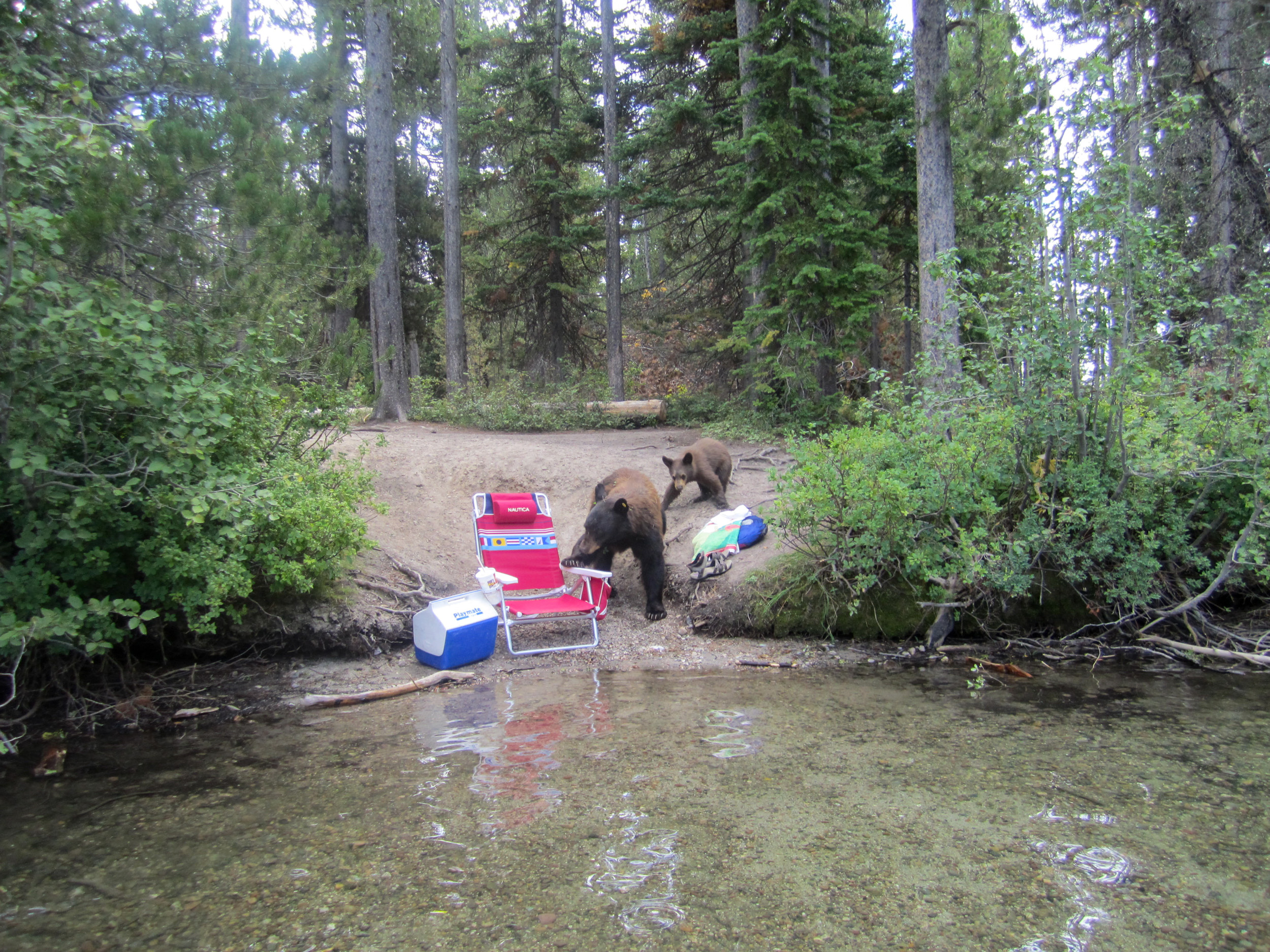 A black bear and cub seen along a lake shore next to a cooler and chair left behind by a visitor