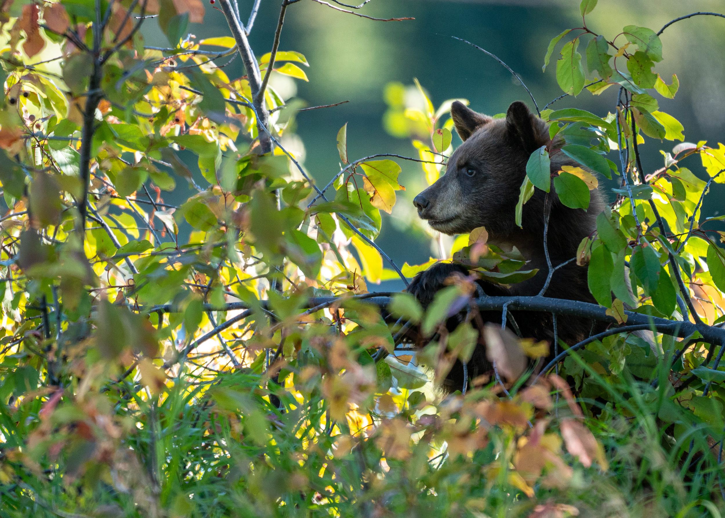 A young black bear cub in a berry bush