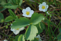 Woodland strawberry