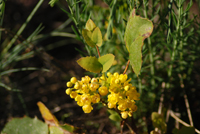 Oregon grape