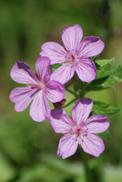 Sticky geranium