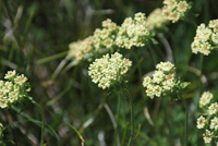 Sulphur buckwheat