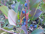 Oregon grape