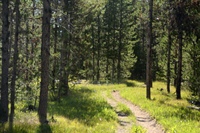 Lodgepole Pine Trees