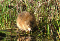 Muskrat