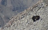 Grizzly Bear Grizzly Bear