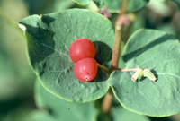 Utah honeysuckle