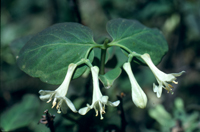 Utah honeysuckle