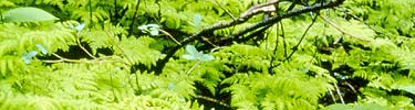 Ferns