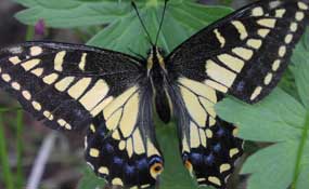 Swallowtail butterfly photo by Sarah Zenner/NPS