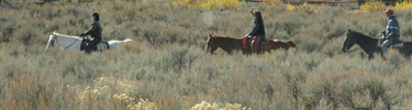 Triangle X horse ride tour