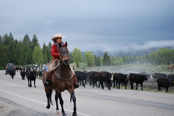 cattle drive