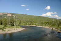 Snake River and lodgepole pine forest