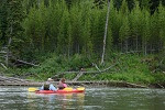 Kayakers float by young lodgepole pine trees