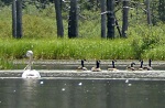 Trumpeter Swan and Canada Geese