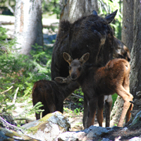 Moose and calves