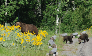 Grizzly with cubs (Photo credit: D. Lehle, NPS)