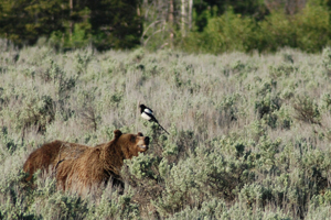 Grizzly bear and magpie