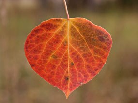 Aspen Leaf Aspen Leaf