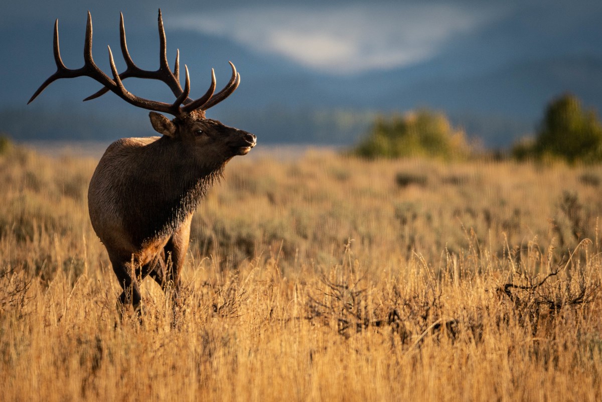Bull elk with large antlers breathing out a vapor of early morning air.