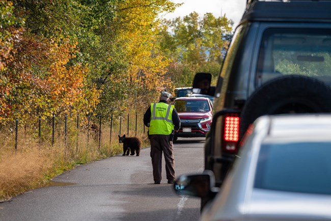 bears on the road in front of a line of cars