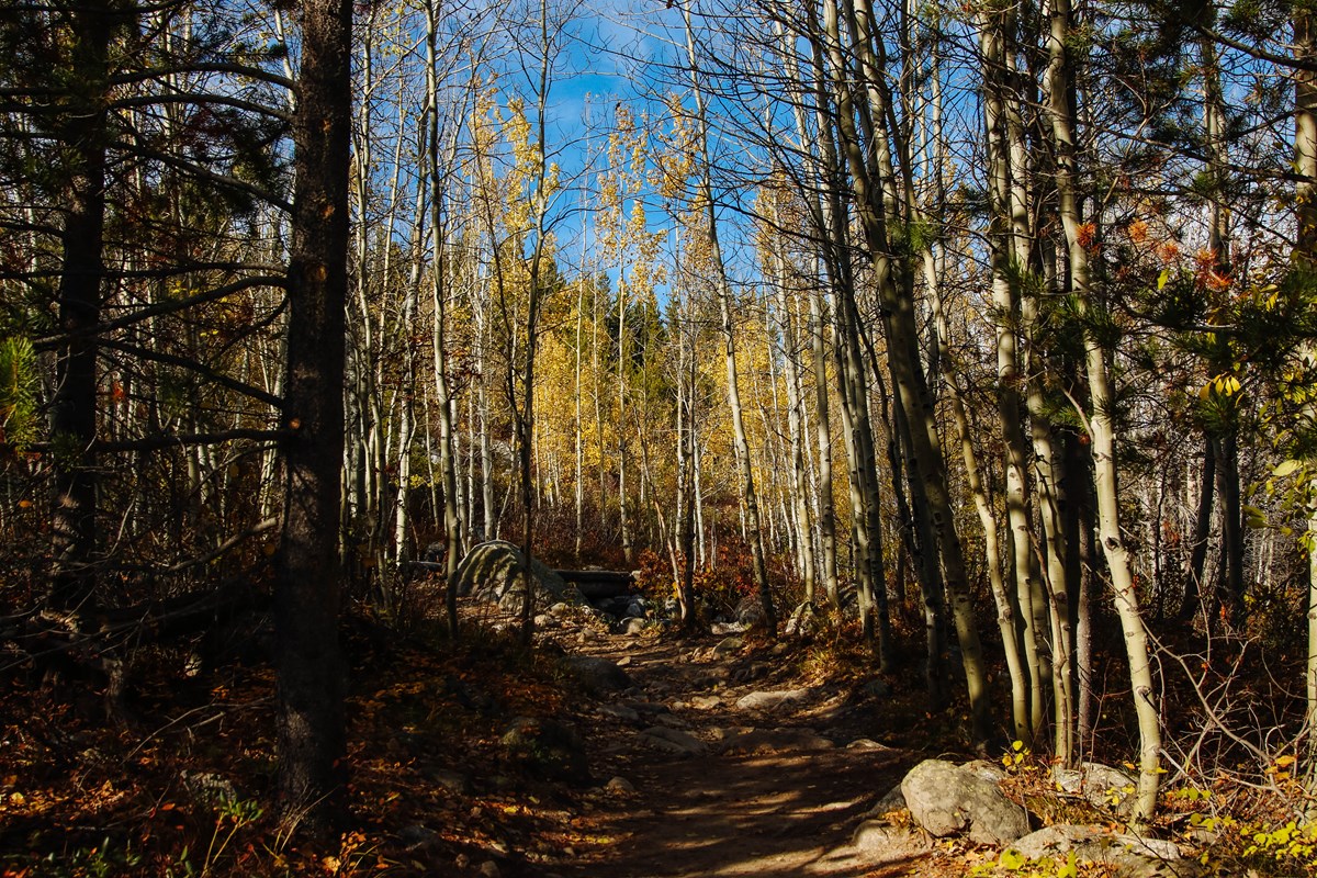 a trail through yellow aspens