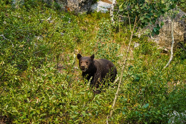 a black bear in bushes