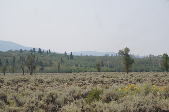 View from forest access road