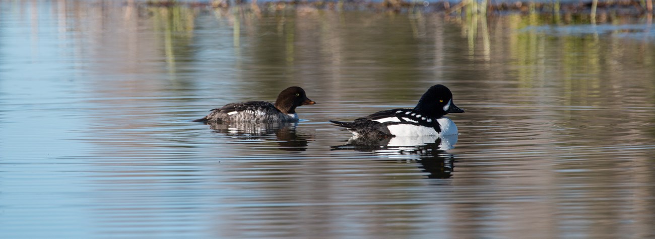 Two ducks with different coloring swimming on the water