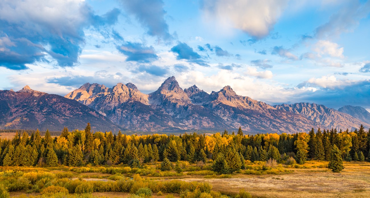 Aspens turned golden in the fall with purple Teton mountains in the distance.