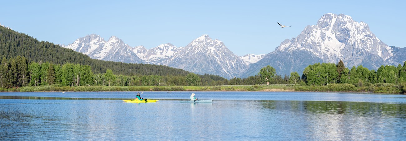 Kayakers at Oxbow Bend look at a pelican flying overhead