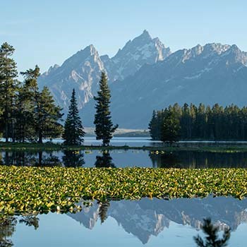 A mountain range viewed across a lily pad-covered pond.