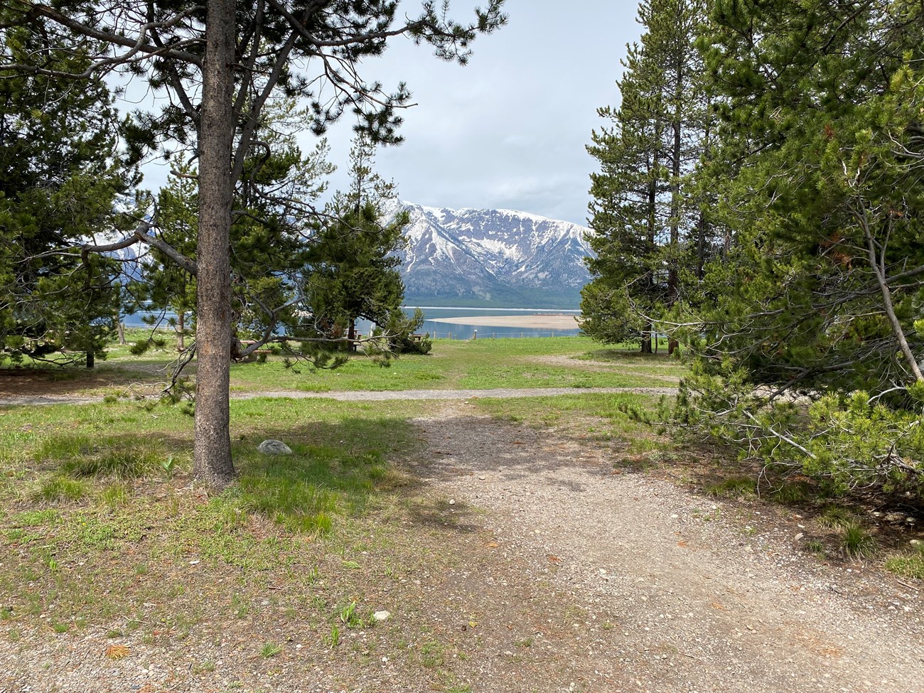 Pathway with trees leading to view of Mount Moran