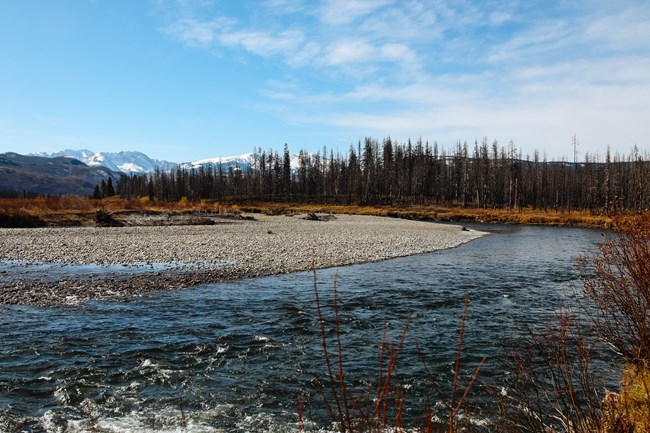A river through a densely brushed area with mountains in the background.