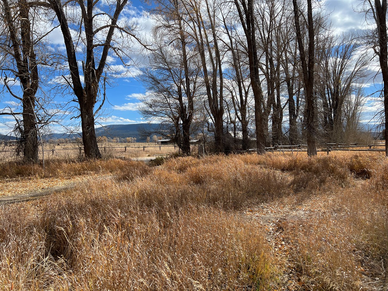 Treeline looking east from barn.