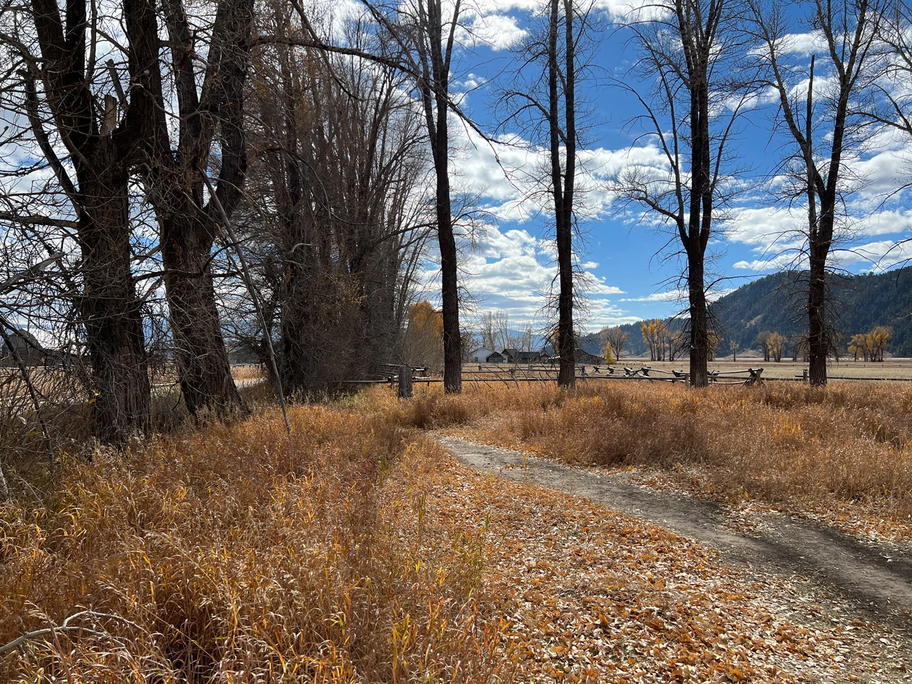 South Mormon Row view 3 Natural pathway leading to road at South Mormon Row ceremony site.