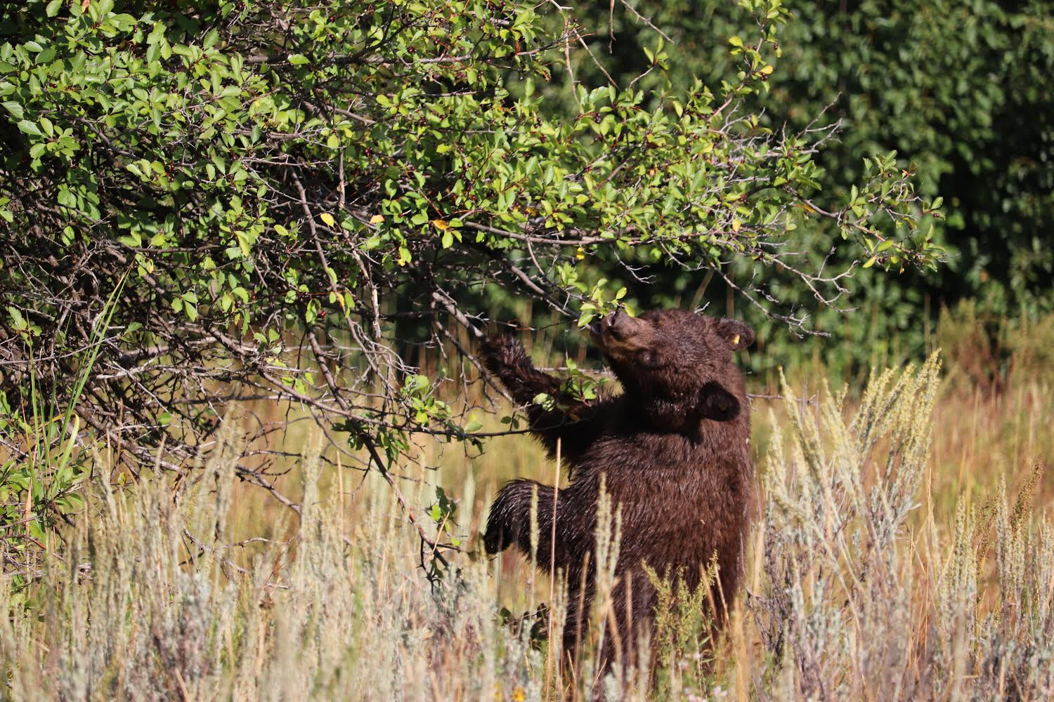 A bear eats berries off of a bush.