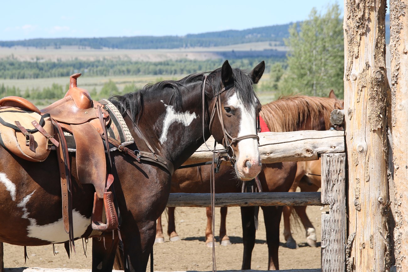 A horse by a fence with a saddle on its back.