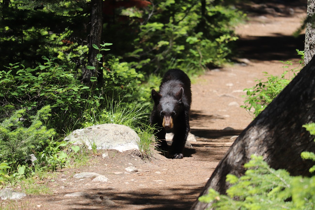 a small black bear walks down a trail