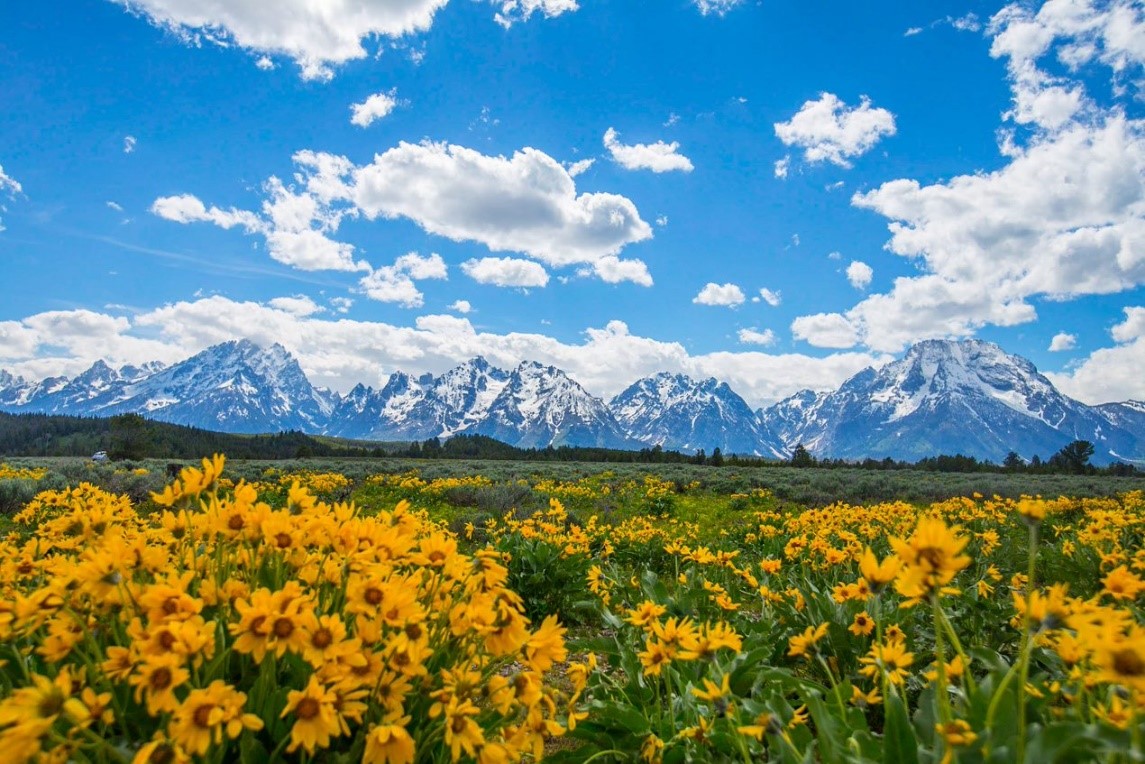 An image with flowers in the foreground with blue skies and the Teton Mountain range in the background.