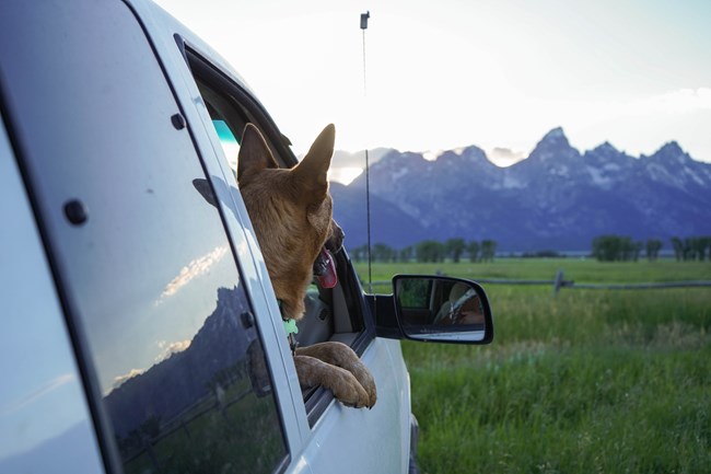 dog leaning out of a car window looking at mountains