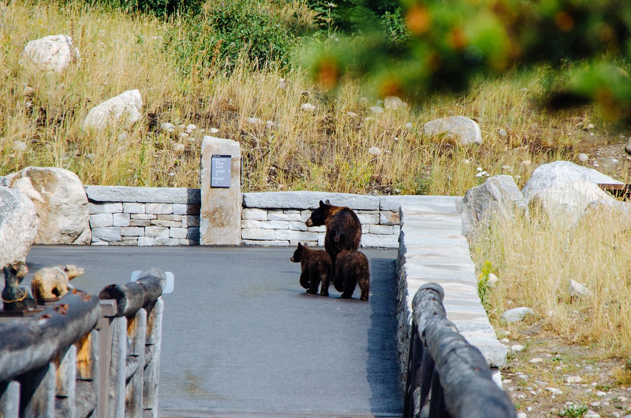 Three bears walk along a paved path.