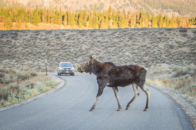 A moose walks across a road in front of a car.