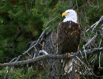 Bald Eagle Bald Eagle
