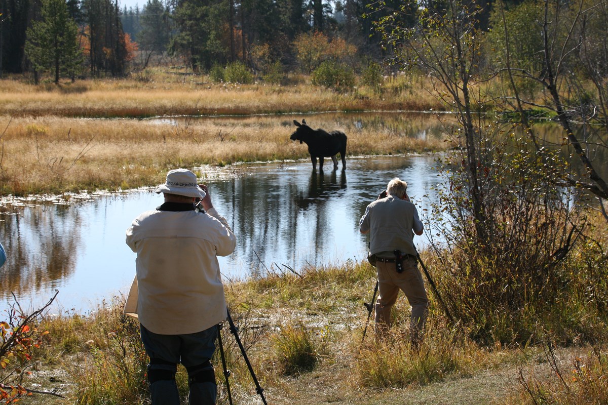 Photographers watch a moose in a pond.