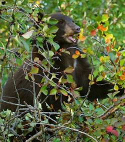 A black bear feeds on hawthorne berries. A black bear feeds on hawthorne berries.